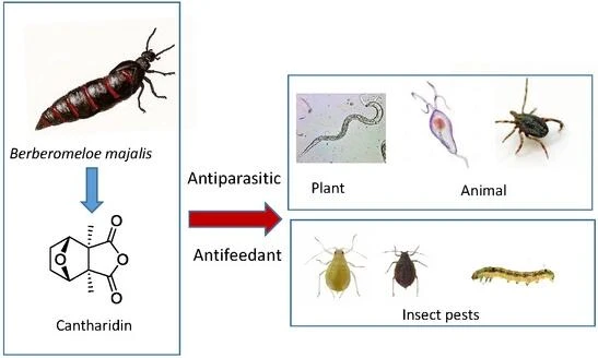 insecticidal effect